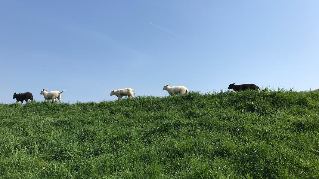 schapen-dierenwelzijn