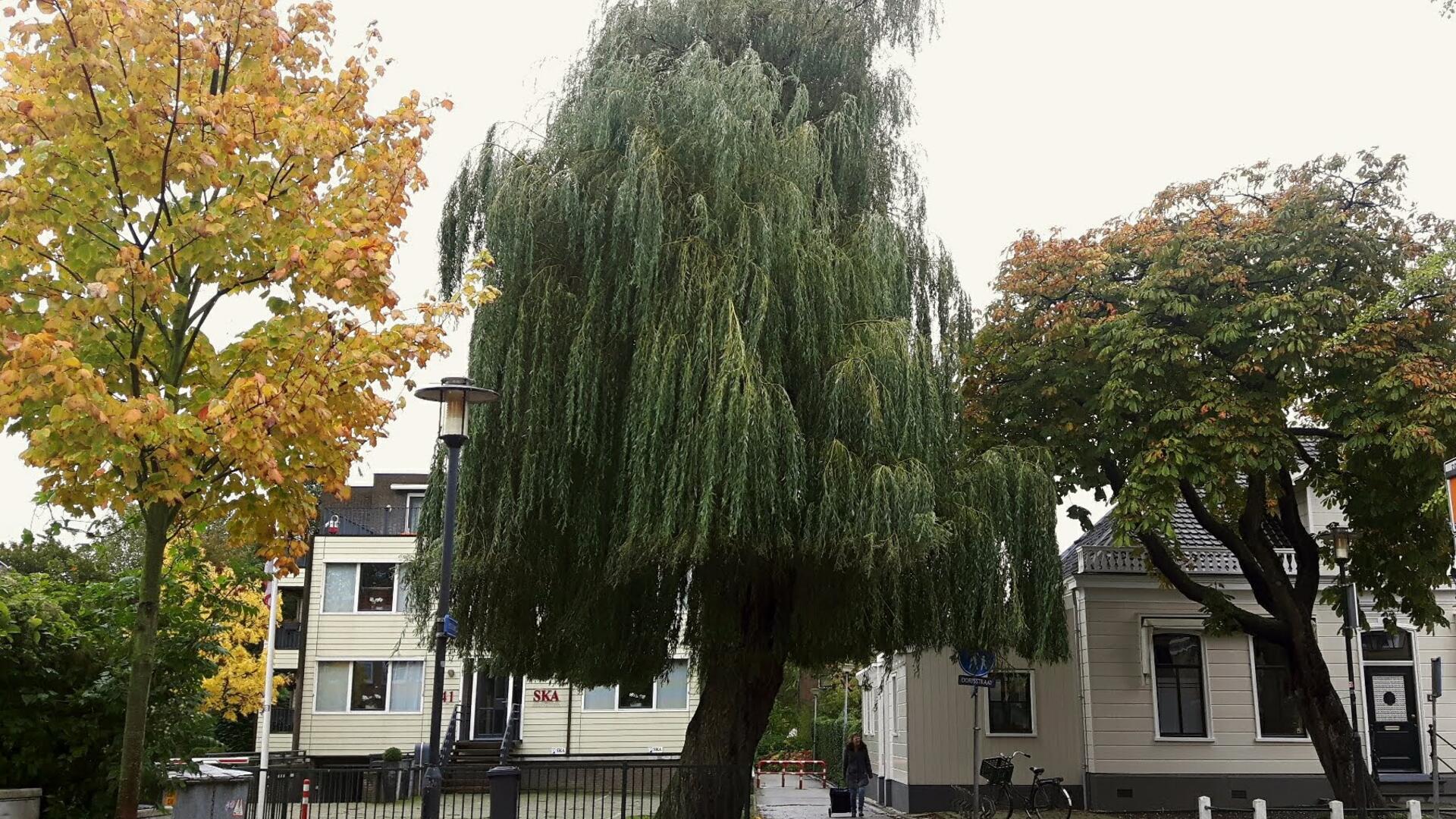 Geen geld voor groenonderhoud 